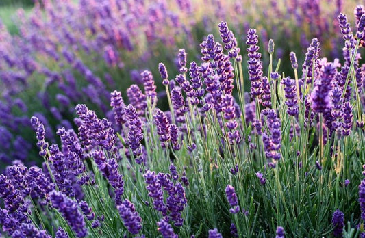 500 Samen ECHTER Lavendel Lavandula angustifolia Mill.