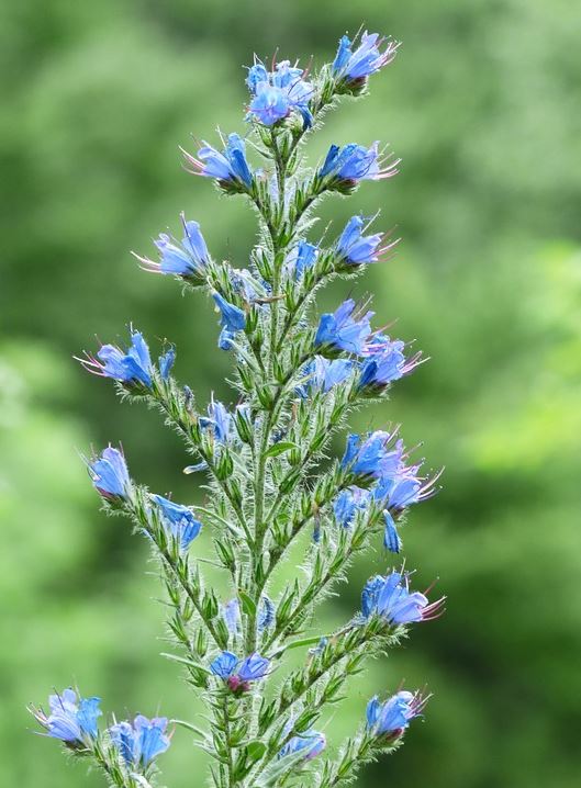 200 Samen Blauer Natternkopf Echium vulgare – winterhart