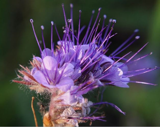 6000 Samen Phacelia tanacetifolia Phacelie - Bienenfreund Bienenweide