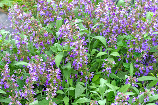 200 Samen Echter Salbei Salvia officinalis - Gewürzpflanze