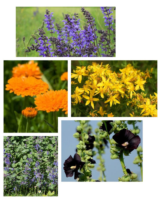 Schmetterlings-Zauber - Blumensamen Set mit 5 nektarreichen Blumensorten