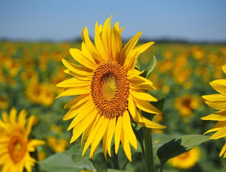 Große Gelbe Sonnenblume Samen