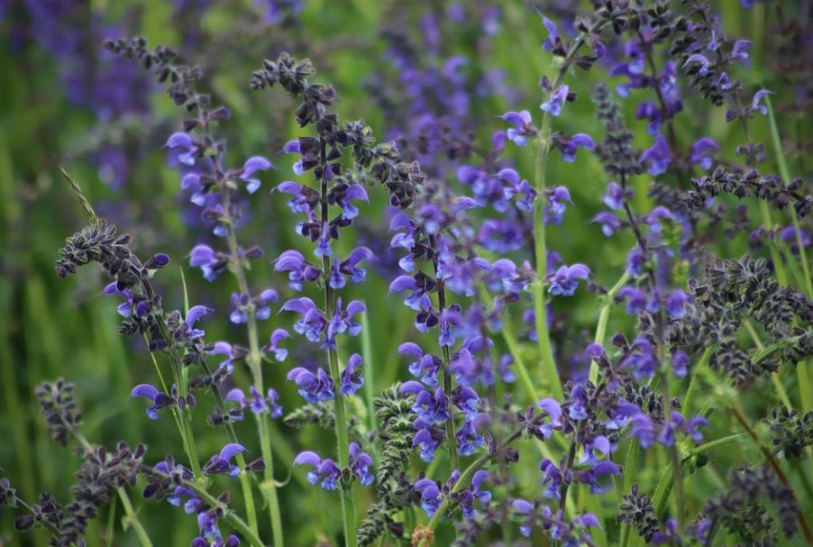 Blumensamenmischung "Blauer Wildgarten" - 3 Sorten Wildblumen